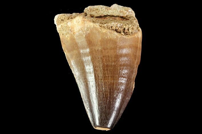 Mosasaur (Prognathodon) Tooth - Morocco #74996